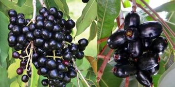 گرمی کی سوغات “جامن” کے حیرت انگیز فوائد