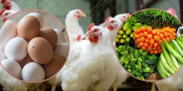 انڈوں کی قیمتوں اضافہ، فارمی انڈے 276 روپے درجن ہو گئے