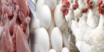 مرغی کا گوشت 571 روپے کلو ہو گیا