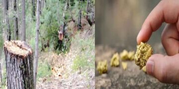 اٹک و چکوال: سونے کی کان کنی و درختوں کی کٹائی پر دفعہ 144 نافذ