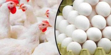 مرغی اور انڈوں کی قیمت میں نمایاں کمی