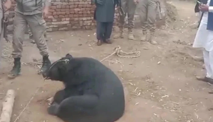 وائلڈ لائف حکام کے زیر نگرانی بازیاب ریچھ کی بحالی مکمل، محفوظ پناہ گاہ منتقلی کی تیاری