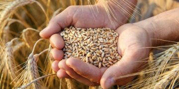 سندھ میں گندم کا بحران، پنجاب حکومت پر گندم کی ترسیل روکنے کے الزامات