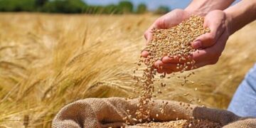 پنجاب میں گندم کی قیمت تین دن میں 900 روپے فی من کم ہوگئی