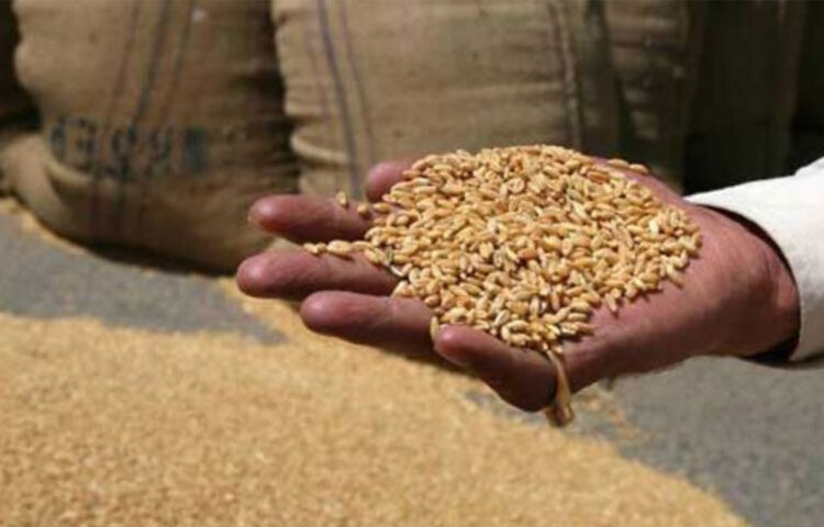 بلوچستان میں گندم کا شدید بحران، ذخائر ختم، قیمتوں میں اضافہ متوقع