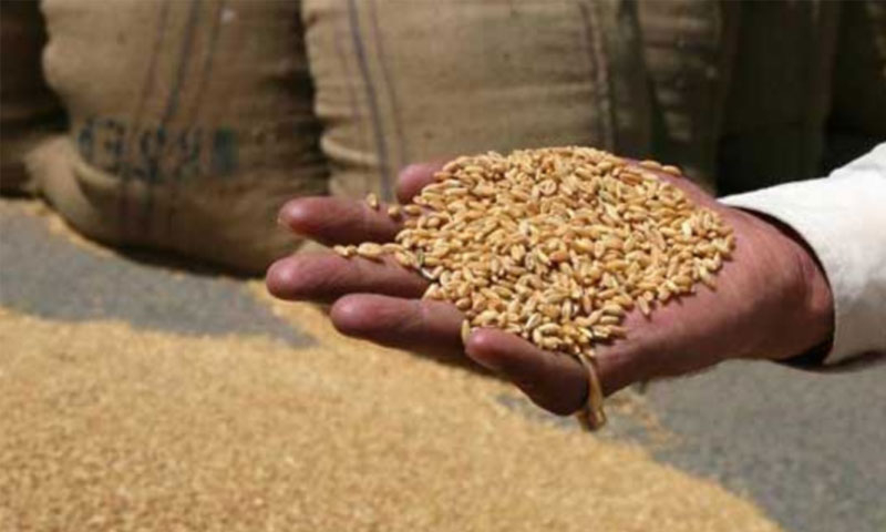 بلوچستان میں گندم کا شدید بحران، ذخائر ختم، قیمتوں میں اضافہ متوقع