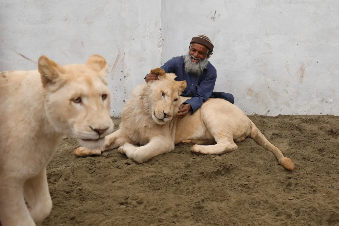 سندھ میں غیرملکی جانوروں کی درآمد پر پابندی کا فیصلہ، غیرقانونی جانور رکھنے والوں کے خلاف سخت کارروائی کا اعلان — پاک الرٹس: سنسنی نہیں، صرف خبر - PakAlerts.net — قابل اعتماد ڈیجیٹل نیوز پلیٹ فارم عالمی امور، تازہ ترین خبریں, سیاست, ٹیکنالوجی، کھیل، معیشت، تفریح، صحت، تعلیم، اور بہت کچھ ایک جگہ پر۔ سندھ میں غیرملکی جانوروں کی درآمد پر پابندی کا فیصلہ، غیرقانونی جانور رکھنے والوں کے خلاف سخت کارروائی کا اعلان