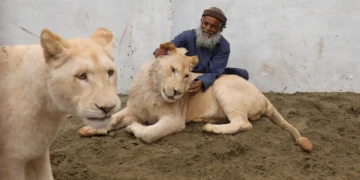 سندھ میں غیرملکی جانوروں کی درآمد پر پابندی کا فیصلہ، غیرقانونی جانور رکھنے والوں کے خلاف سخت کارروائی کا اعلان
