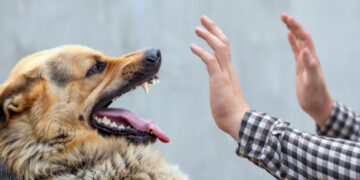 سندھ میں کتے کے کاٹنے کے واقعات خطرناک حد تک بڑھ گئے، ریبیز کیسز میں ریکارڈ اضافہ