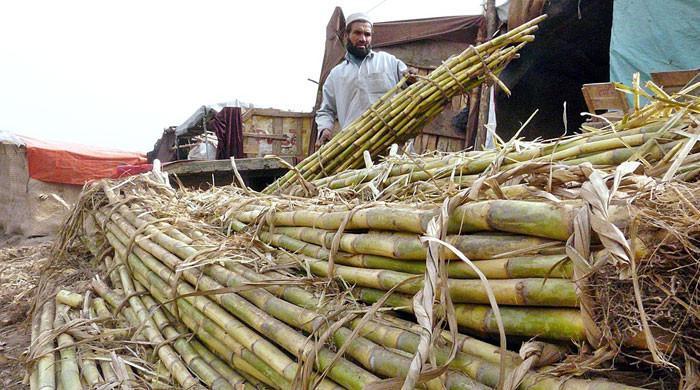 سندھ میں گنے کی کرشنگ تاخیر کا شکار، کاشتکاروں میں تشویش بڑھ گئی