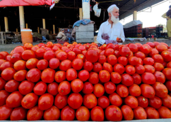 کراچی میں ٹماٹر کی قیمت 500 روپے فی کلو تک پہنچ گئی، ایرانی درآمد بھی ریلیف نہ دے سکی — پاک الرٹس: سنسنی نہیں، صرف خبر - PakAlerts.net — قابل اعتماد ڈیجیٹل نیوز پلیٹ فارم عالمی امور، تازہ ترین خبریں, سیاست, ٹیکنالوجی، کھیل، معیشت، تفریح، صحت، تعلیم، اور بہت کچھ ایک جگہ پر۔ کراچی میں ٹماٹر کی قیمت 500 روپے فی کلو تک پہنچ گئی، ایرانی درآمد بھی ریلیف نہ دے سکی
