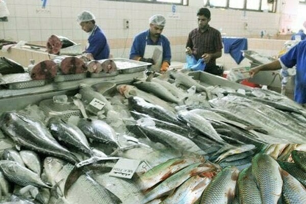 پاکستان نے 57 کروڑ ڈالر کی ماہی مصنوعات برآمد کرکے نیا ریکارڈ قائم کردیا